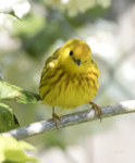 Yellow Warbler 7001